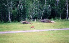 Dear roam natually along upen space along the 105 acres in Adirondack Airpark Estates